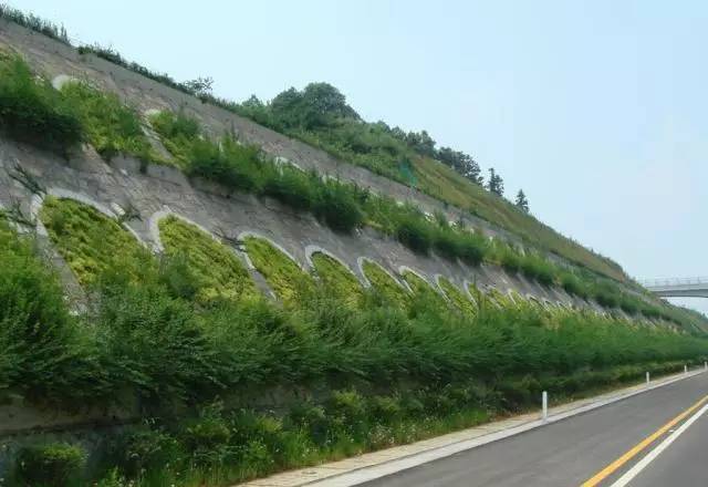经典三级福利在线观看 植生毯在复绿工程中施工技术要求